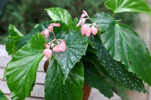 B. ‘Terina Elegans’